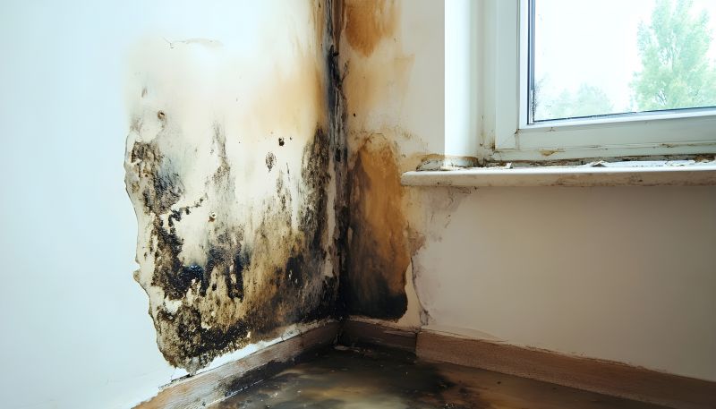 Attic Mold Remediation in Bergen County, NJ