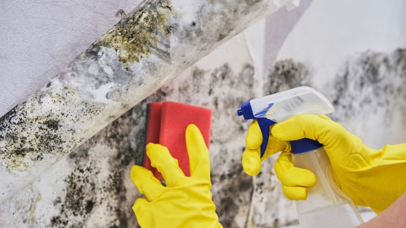 Basement Mold Removal in Essex County, NJ