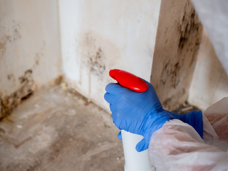 Black Mold Remediation in Bergen County, NJ
