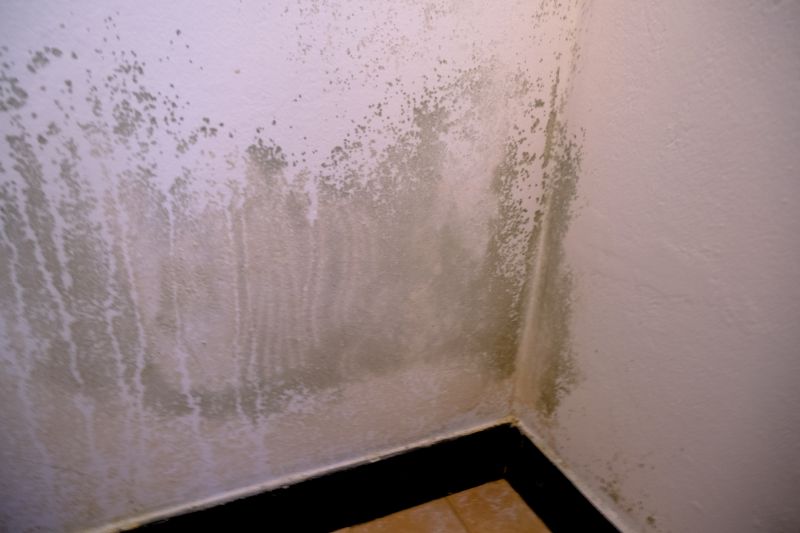 Ceiling Mold Removal in Bergen County, NJ