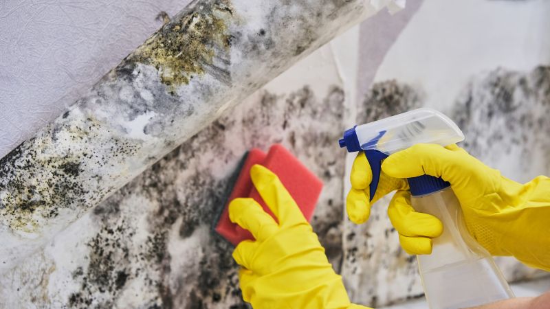 Mold Abatement in Delray Beach, FL