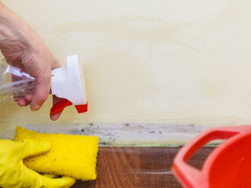 Mold Cleanup Service in West Palm Beach, FL