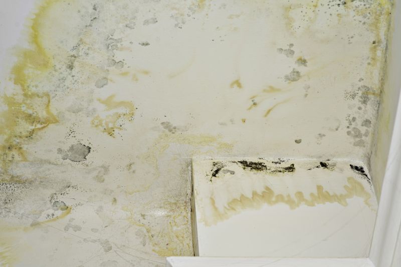 Mold Mitigation Service in Fort Worth, TX