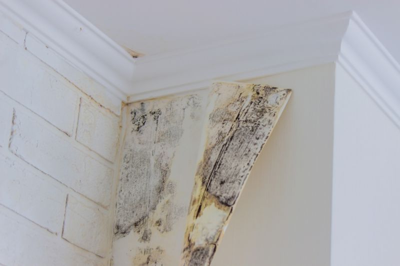 Mold Removal in Fort Worth, TX